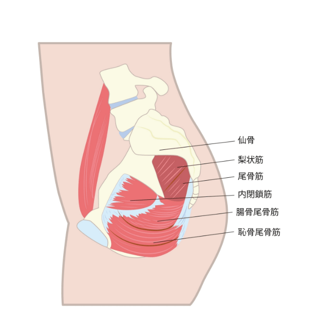 骨盤イラスト２