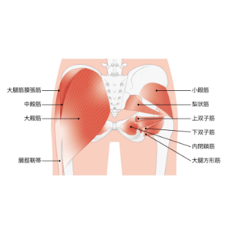 骨盤イラスト２
