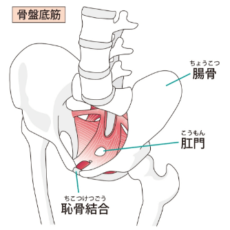 骨盤イラスト１